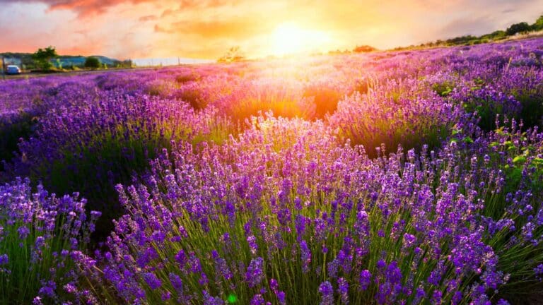 Lavender fields in France