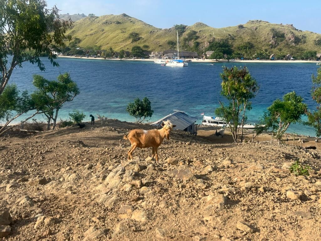 GOAT on a remote island in sunset from boat in labuan bago