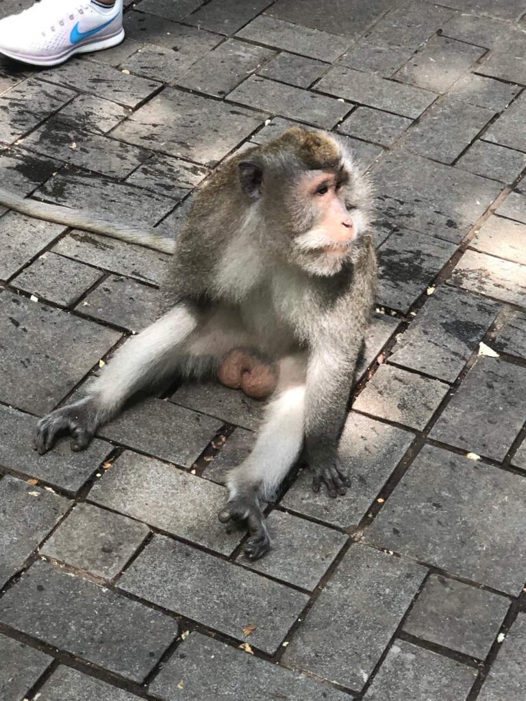 Monkey sitting in monkey forest in Ubud