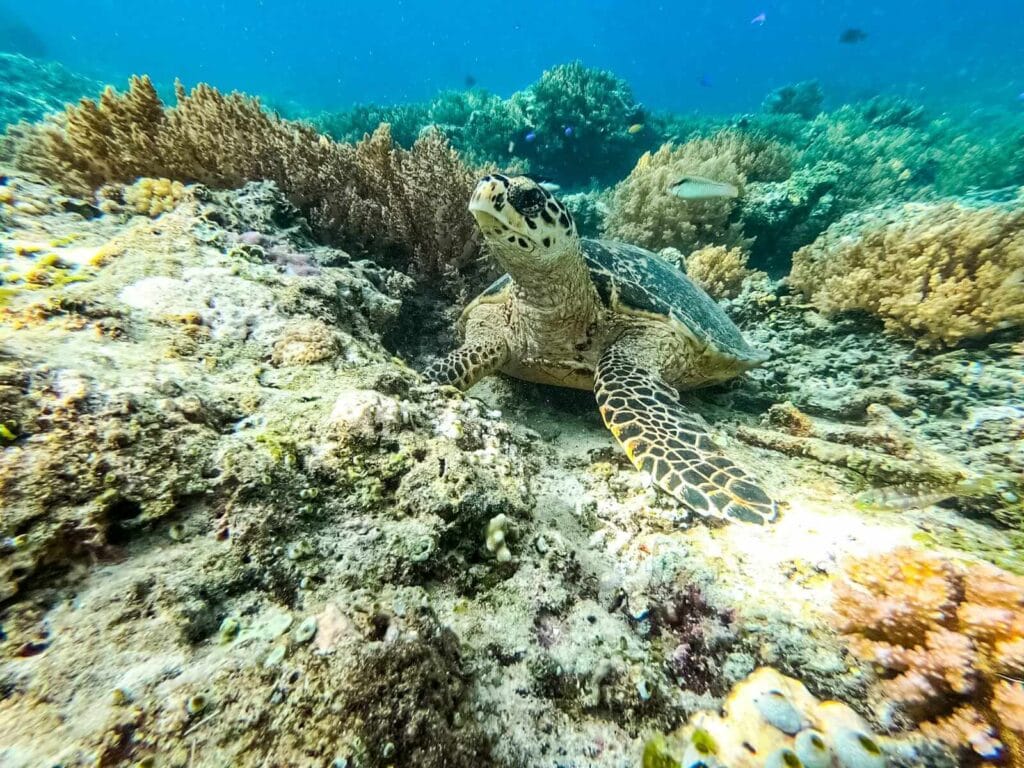 Underwater foto of a Turtle in Gili T